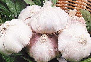 从金乡大蒜到农副产品销售 洞悉产业格局与市场趋势