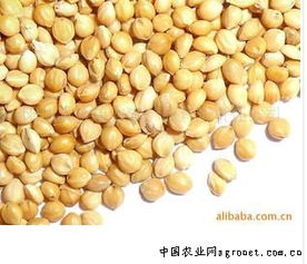 阳原县金弟农副产品有限责任公司 农副产品销售的典范与创新